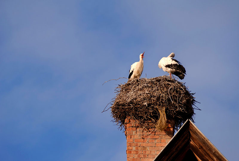 Two birds that have made a nest on top of a chimney