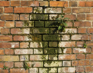 mold on brick wall
