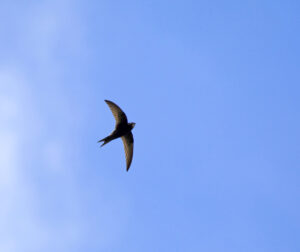 Understanding Chimney Swifts - Elkton MD - Ace Chimney Sweeps